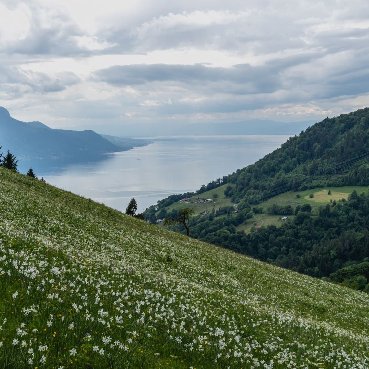 2025.05.25 Montreux 水仙花