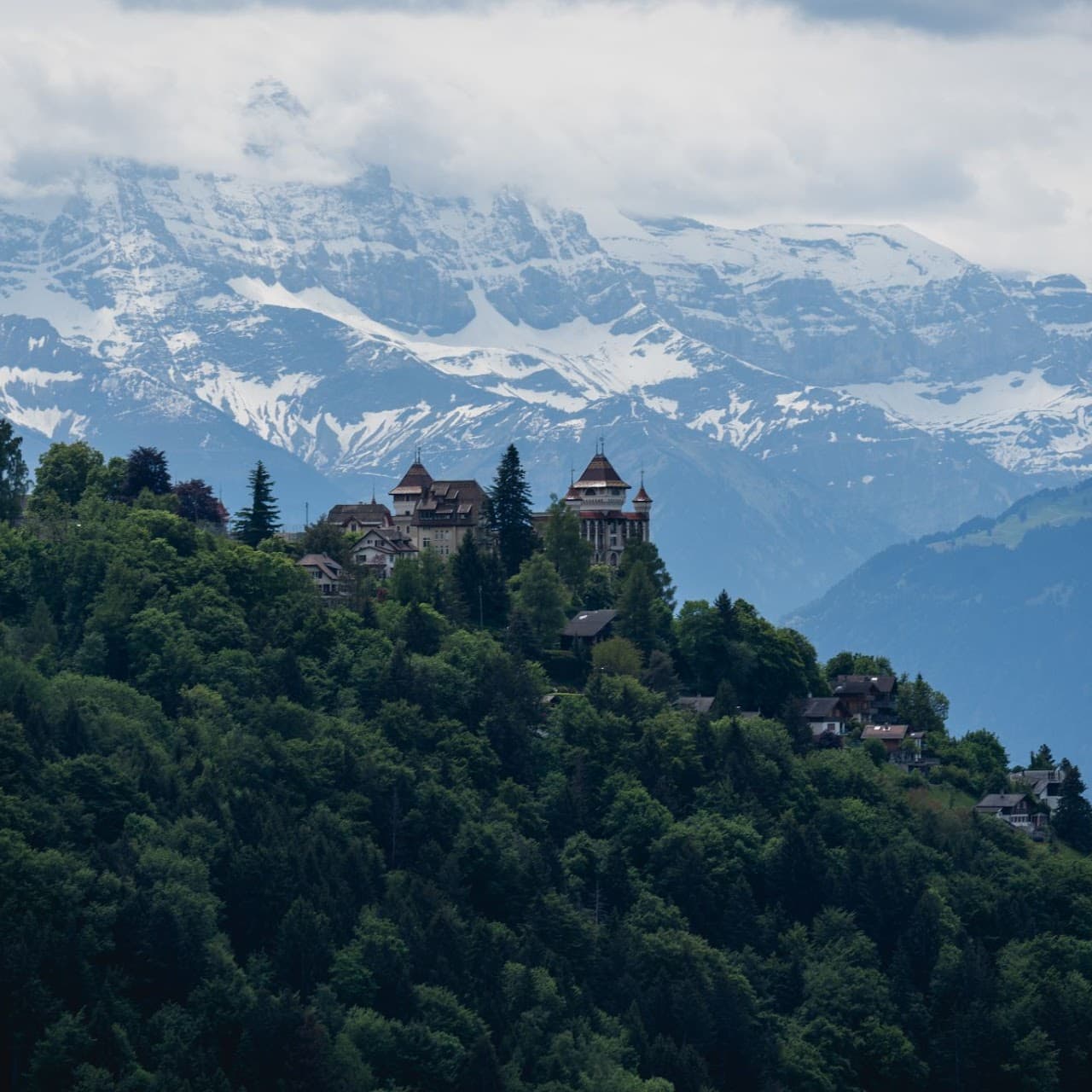 2025.05.25 Montreux 水仙花