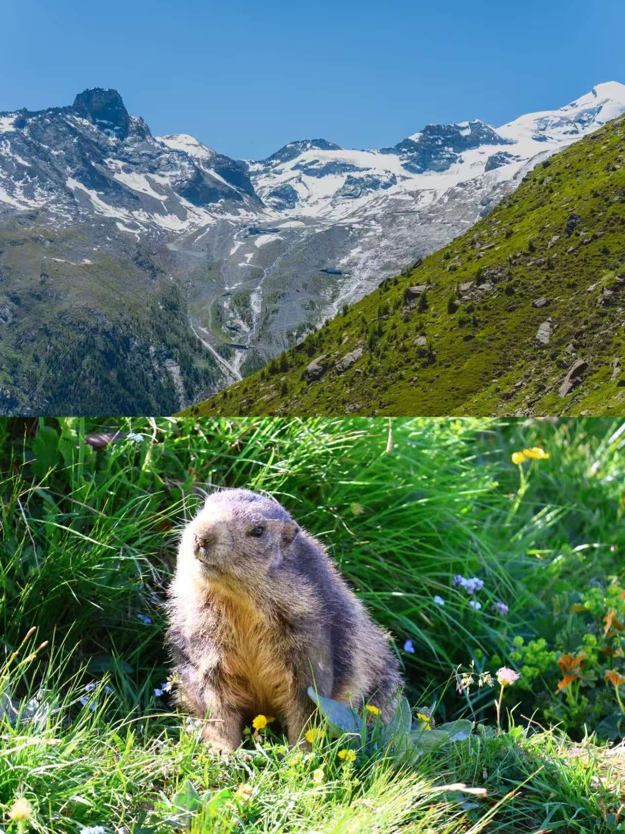 2025.06.22 Saasfee 土拨鼠小径