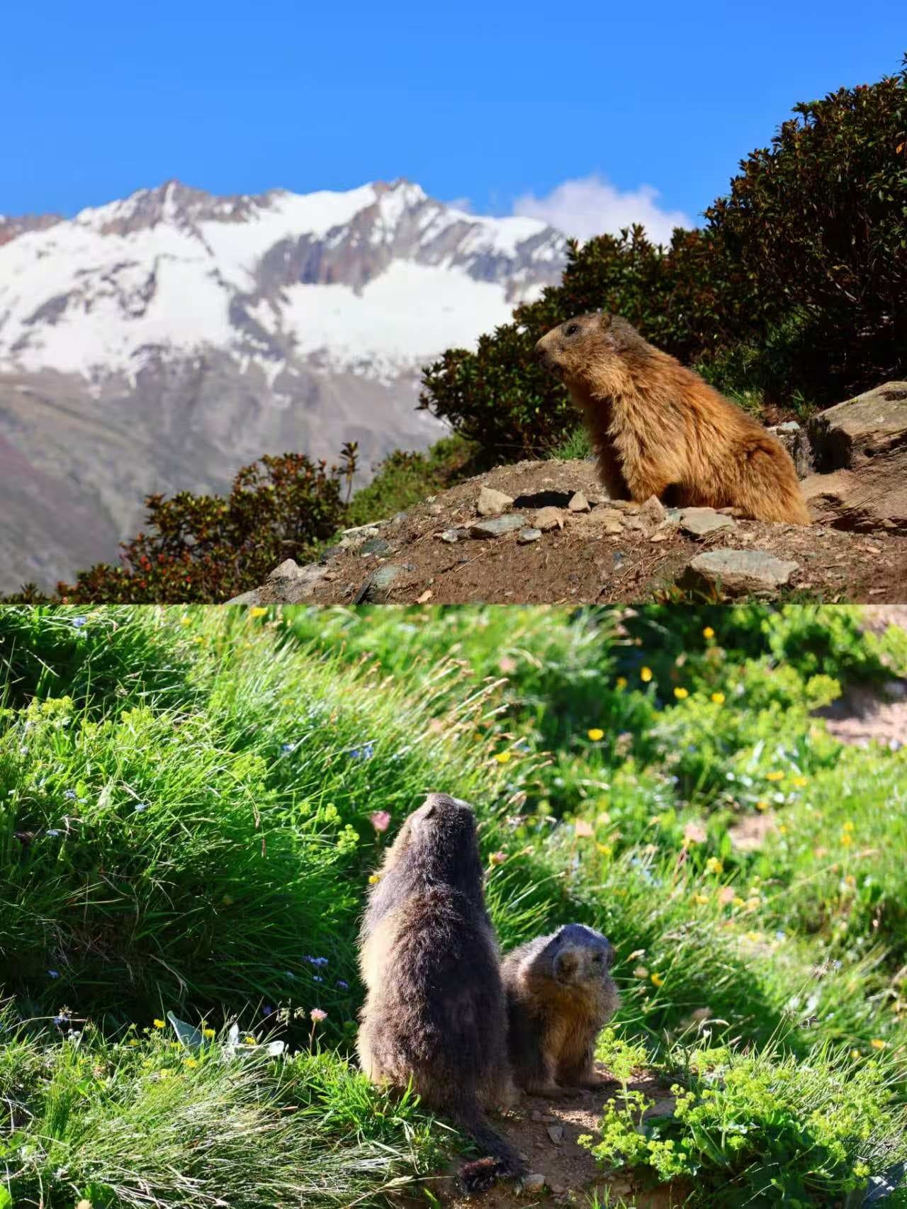 2025.06.22 Saasfee 土拨鼠小径